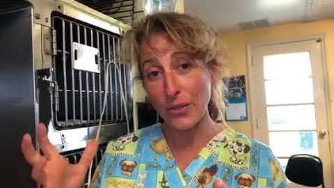 Get Out Alive. Blocked Cat. What to do when you cannot afford the ER