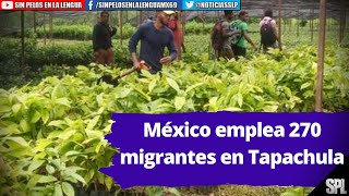 Migrantes En México: Sembrando Vida emplea 270 migrantes en Tapachula