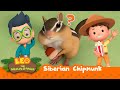 Siberian Chipmunk | What a cute thief! | Leo the Wildlife Ranger | Kids Animation