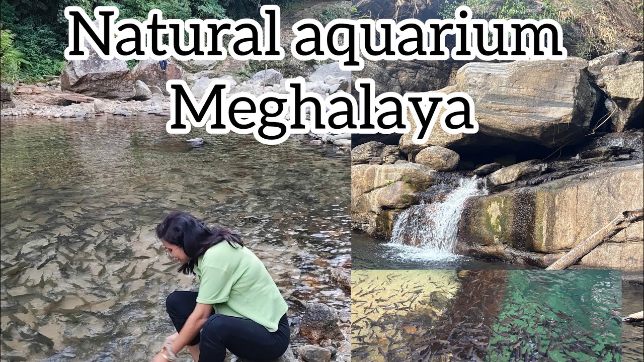 Assam to Wari Chora Road trip | Part-A | Jadishil fish Sanctuary South Garo Hills