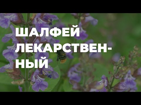 Шалфей лекарственный - полезные свойства, народные рецепты / Захар Травник