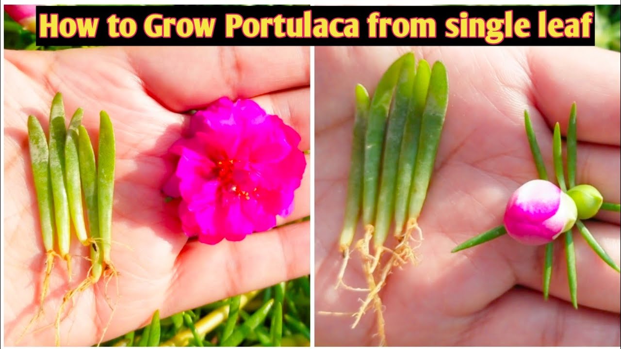 How to grow Portulaca grandiflora from single leaf.How to grow