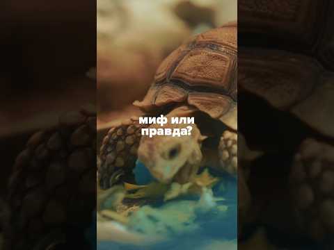 Миф или правда? #рептилии #черепашка #планетаэкзотики