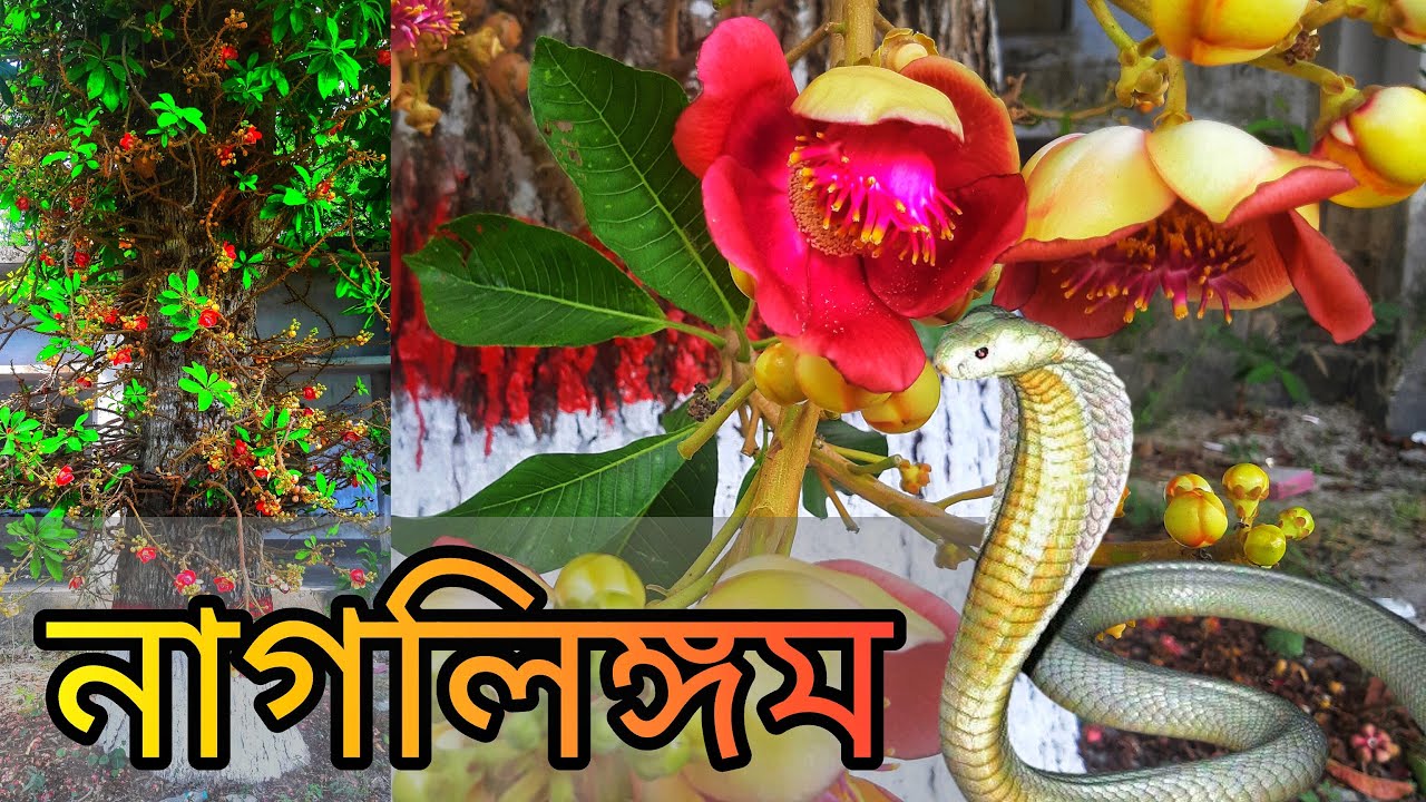 নাগলিঙ্গম গাছ | Couroupita guianensis | Cannoneball tree | হাতির জোলাপ | Govt. Swarupkathi College