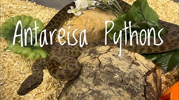 Species Spotlight- Childrens &Spotted Pythons