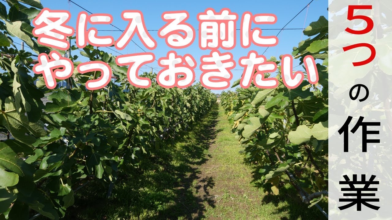 いちじくVlog　#53　冬に入る前に行いたい5つの作業　SEASON3