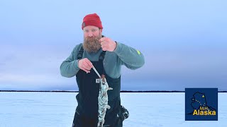 Alaskan Modern Homesteaders go Ice Fishing for Northern Pike! Full set up and cooking on open fire.