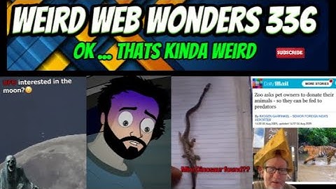 weird web wonders 336