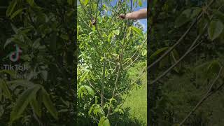 My First Pawpaw Flowers