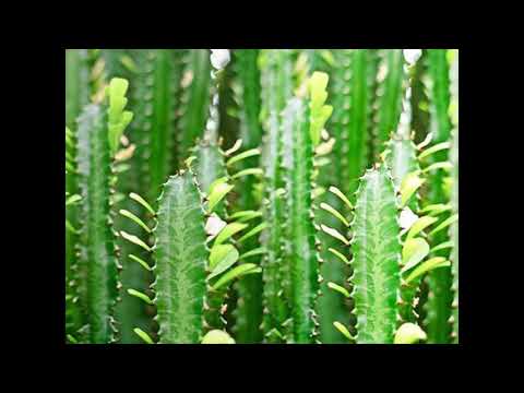 Video: Cov Kab Tsuag Ntawm Succulents - Sib Ntaus Cactus Thiab Cov Kab Tsuag Succulent