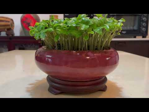 147.萬年盆栽《春不老》種子盆栽分享-7「姑奶奶美食」