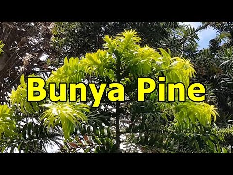 Video: Fishtail Palm -huonekasvit - Kuinka kasvattaa sisätiloissa olevaa kalahäntäpalmukasvia