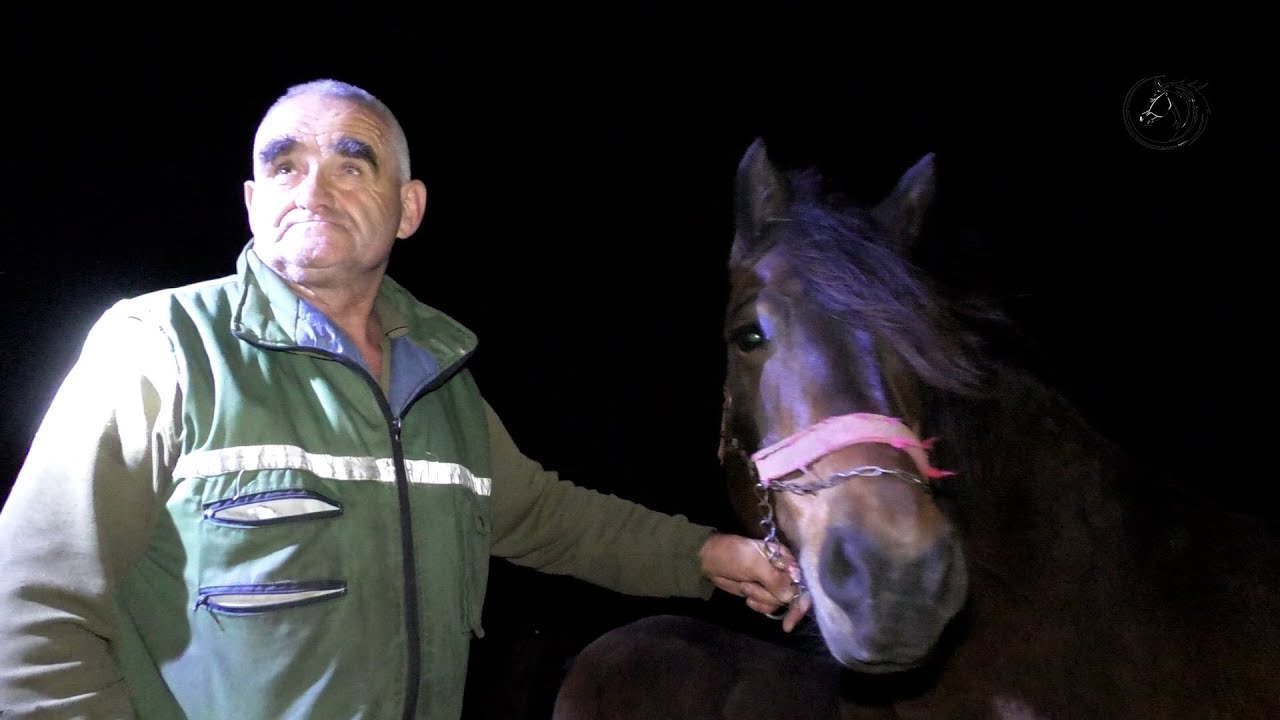 - PSI GONIČI IZ LEGLA BOŠKA BRKLJAČA OSVAJAJU EVROPU -