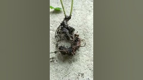 Củ sâm rừng ngọc linh chính hiệu 100% thiên nhiên