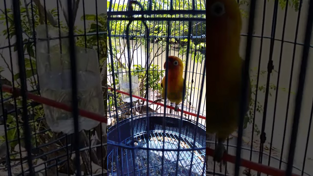 INI LOVEBIRD JANTAN APA BETINA..?? 