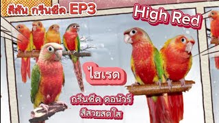 ไฮเรด กรีดชีค สีสวยสุดๆ high red cheeked conure สีสันกรีนชีค EP3