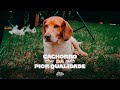Biu Do Piseiro - Cachorro Da Pior Qualidade (NO MEI DO MATO)
