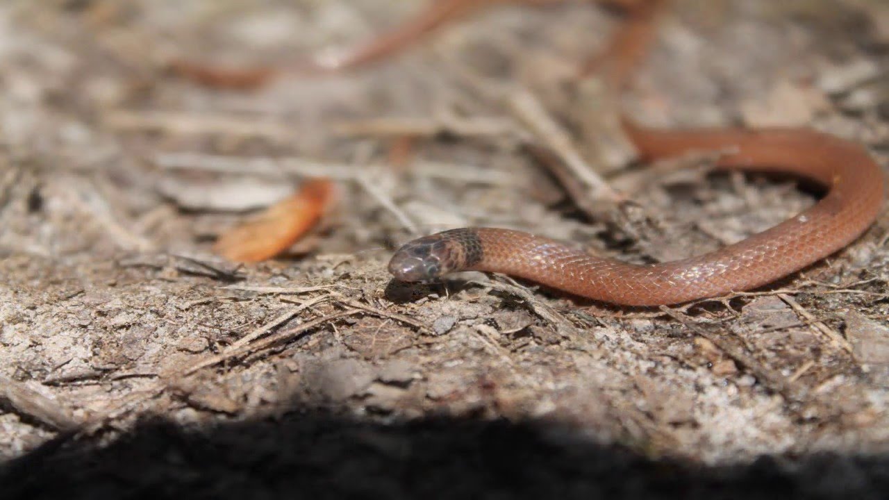Southeastern Crowned Snake - YouTube