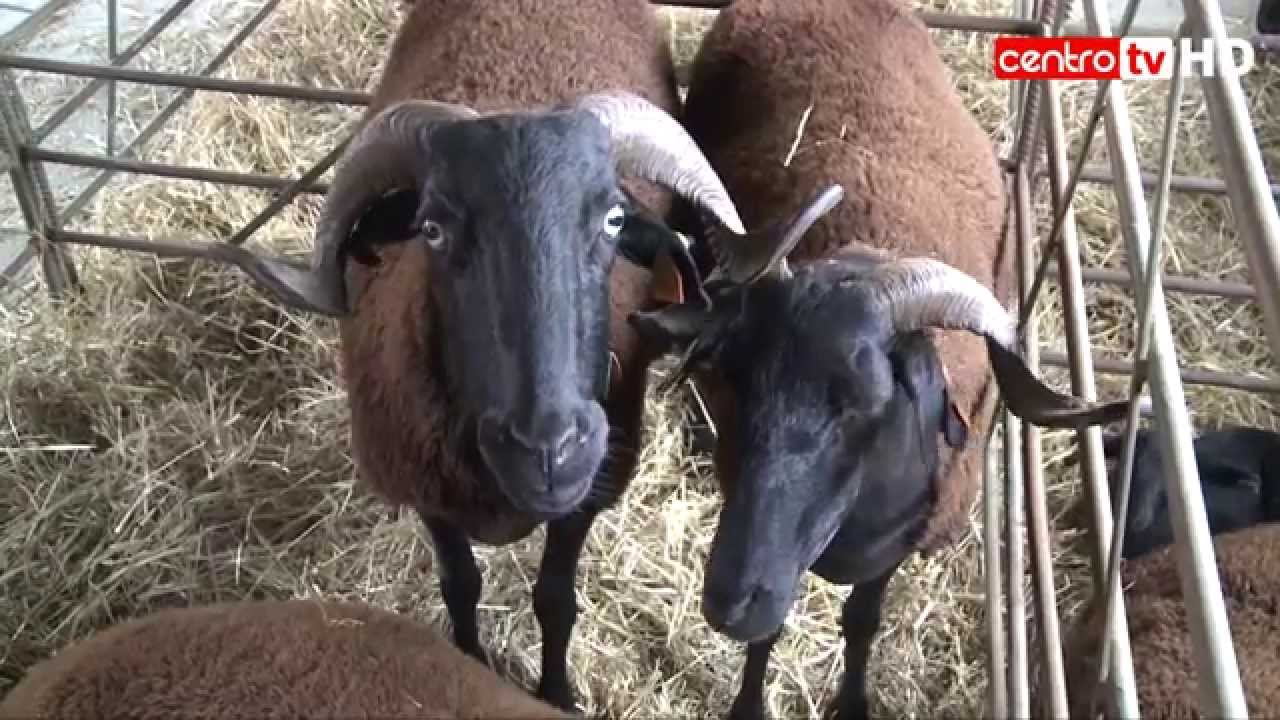 Concurso de miss ovelha e mister carneiro Serra da Estrela