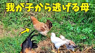 この前まで熱心に子育てしてたのに…【ひよこ飼育】 123話目