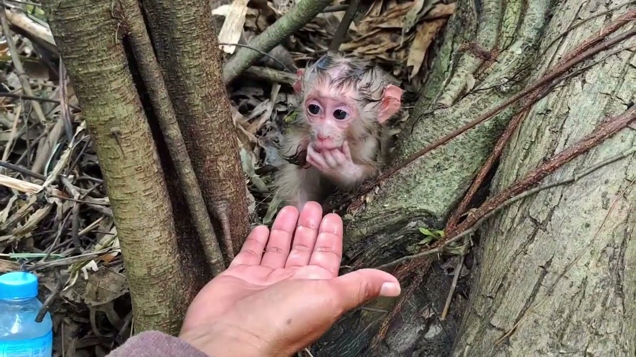 Beautiful, cute, newborn baby monkey ,Today MOM came back again to give milk to the newborn monkey.