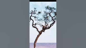 leopard vs monkey competition on a tree #animals #wildlife #shortvideo #animalshorts #leopard