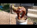 M262 gl cây súng 100k LH 0707713796 Khương bonsai 
