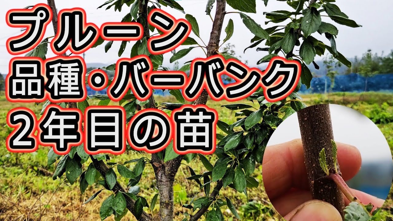 【プルーン】大きい果実 バーバンク 2年目の苗