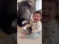 見てるだけで元気が出る猫のおもしろショート集 #funnyvideo #funnyanimals