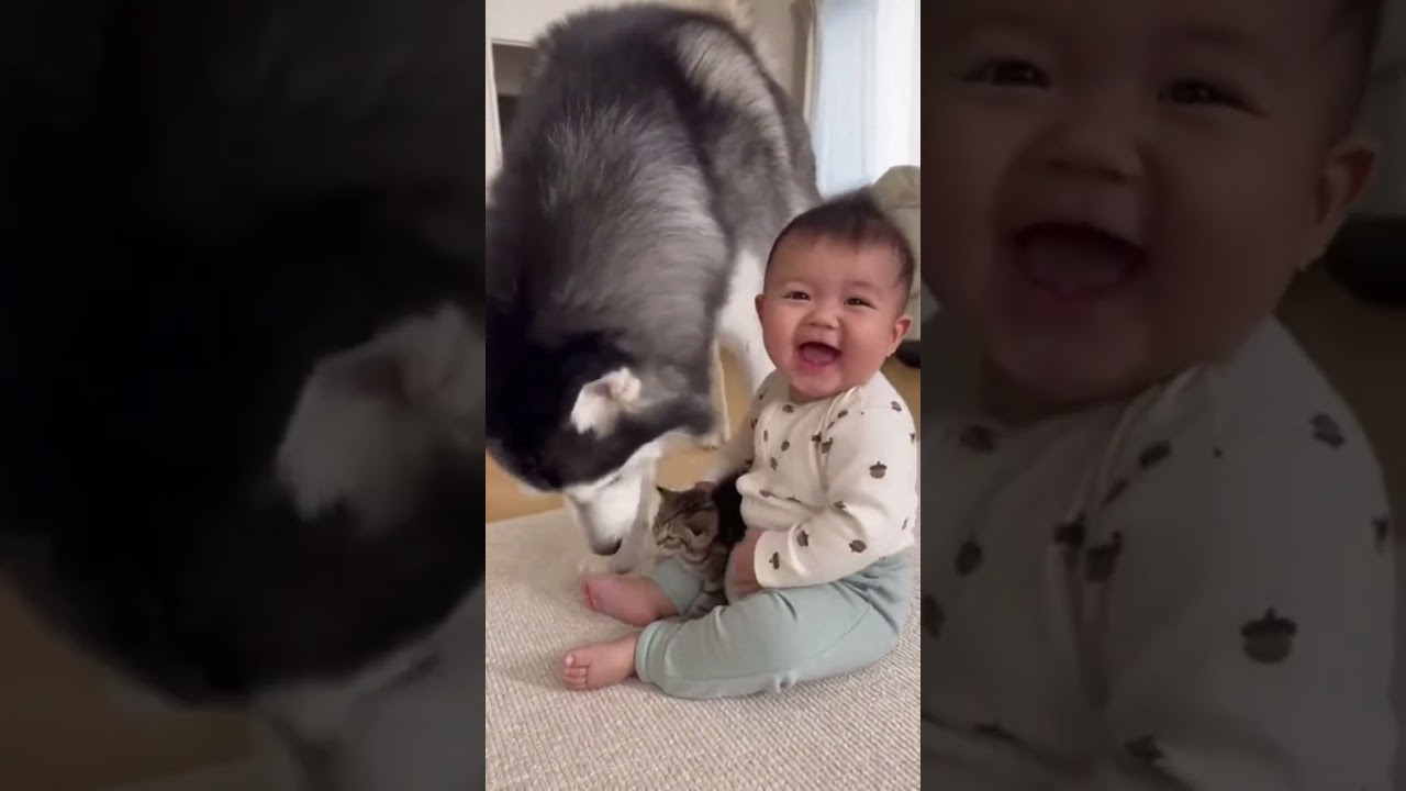 見てるだけで元気が出る猫のおもしろショート集 #funnyvideo #funnyanimals