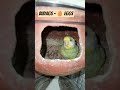 Budgie mini colony breeding 🐥🐥 #shorts #budgiebreeding #budgie_videos #budgielove #video