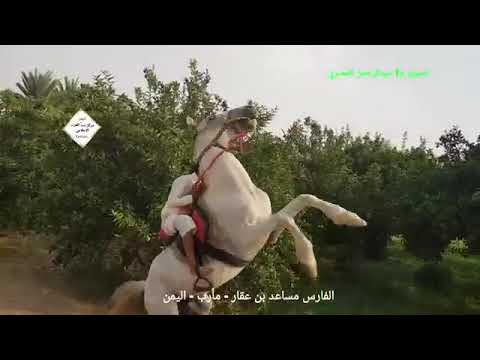 Αραβικά άλογα στην Υεμένη