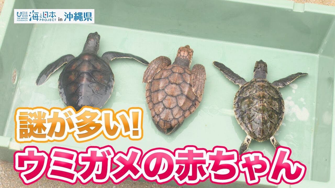 ウミガメの生態と一生: ウミガメ 生い立ち – TYZD
