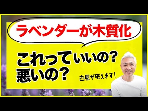 ラベンダーが木質化 これっていいの 悪いの Youtube