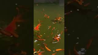 Aquream Adventures: Exploring Our Tank Fish Farm!!🐠 | মাছওয়ালা The Fisherman