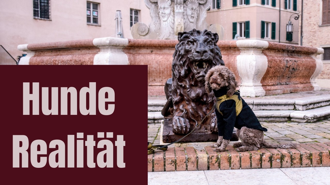 Mit Hund durch die Innenstadt von Senigallia – Realität statt Instagram – Hunde Vlog 8