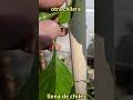 otra chilera llena de chiles