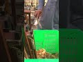 Pure Golden Honey Harvesting / Fresh Raw Honey Extraction 🍯🐝 #Shorts