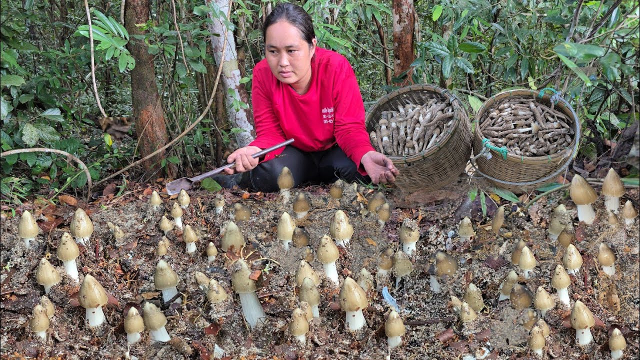 เก็บเห็ดปลวกข้าวดอวันนี้!!โพนเดียวออกเป็นสาย ยายเป็นทาง รุ่นหัวกระสุนหมู่เดียวเกือบ10 ก.ก!11ต.ค2568