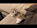 絶対に遊んでほしい子猫がこうなりました