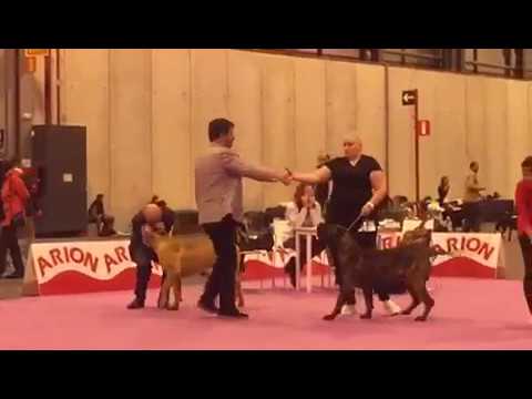 Канарский дог / Преса Канарио Argon. Выставка Мадрид - Испания. Апрель 2018