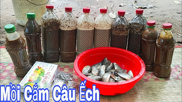 Cách làm thuốc, Để cắm câu ếch, Thuốc siêu nhạy,