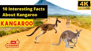 Kangaroo | Animals Simple Videos | Beauty of universe