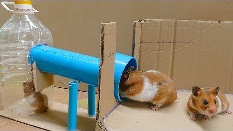 Cách bẫy chuột đầy sáng tạo hiệu quả 100%