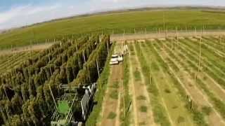 Hop harvest  2014