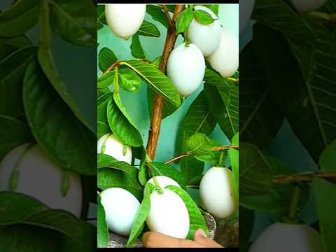 Video: Guava daraxti poʻstlogʻidan foydalanadi: Guava daraxti poʻstlogʻi bilan nima qilish kerak