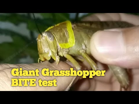 Video: Bidder brune græshopper?