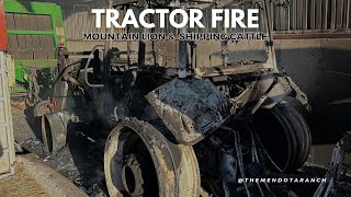Tractor suicide and a big mountain lion.  #mountainlion #horses #cattle #tractor