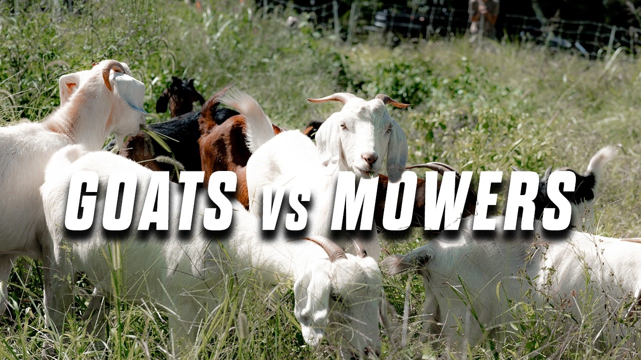 No More Mowers: Let Goats Do the Hard Work!