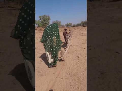 وابنة الصحراء تعمل في الزراعة تحت الشمس الحارقة باستعمال الحمار